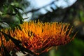 Silky Oak Flower Blossom grevillea robusta