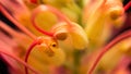 Silky Oak Flower Macro