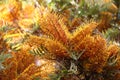 Southern Silky Oak Tree Foliage and Flowers - Grevillea robusta