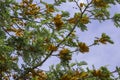 Silky Oak Tree Branches in Blossom Royalty Free Stock Photo