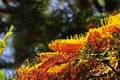 Southern Silky Oak Tree - Australian Silver Oak - Flowering Proteaceae