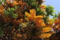 Southern Silky Oak Tree - Australian Silver Oak - Flowering Proteaceae