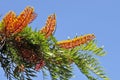 Southern Silky Oak Tree - Australian Silver Oak - Flowering Proteaceae