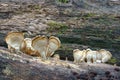 Silky parchement fungus Royalty Free Stock Photo