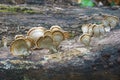 Silky parchement fungus Royalty Free Stock Photo