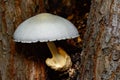 Silky Rosegill Mushroom Volvariella bombycina Royalty Free Stock Photo