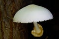 Silky Rosegill Mushroom Volvariella bombycina Royalty Free Stock Photo