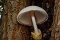 Silky Rosegill Mushroom Volvariella bombycina Royalty Free Stock Photo