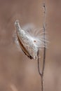 Silky Seed of a Milkweed Pod