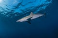 Silky shark in the blue close to the surface Royalty Free Stock Photo