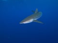 Silky shark in clear blue water, Jardin de la Reina, Cuba.