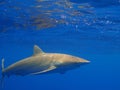 Silky shark in clear blue water, Jardin de la Reina, Cuba. Royalty Free Stock Photo