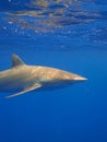 Silky shark in clear blue water, Jardin de la Reina, Cuba. Royalty Free Stock Photo