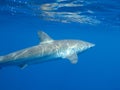 Silky shark in clear blue water, Jardin de la Reina, Cuba. Royalty Free Stock Photo