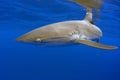 Silky shark, Galapagos