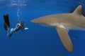 Silky shark with girl, Galapagos Royalty Free Stock Photo