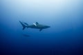 Silky Shark Malpelo Royalty Free Stock Photo