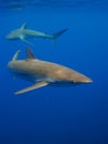 Silky sharks in clear blue water, Jardin de la Reina, Cuba.