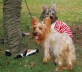 Silky and Skye Terriers Royalty Free Stock Photo