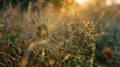 The silky smoothness of a spiders web shimmering in the early morning light Royalty Free Stock Photo