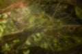 A silky spider web in front of a blurred rain forest view. Beautiful Nature concept. Royalty Free Stock Photo