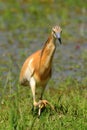 Silky or Squacco Heron