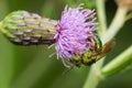 Silky Striped Sweat Bee - Agapostemon sericeus Royalty Free Stock Photo