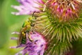Striped Sweat Bee - Genus Agapostemon Royalty Free Stock Photo