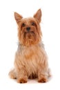 Silky Terrier Royalty Free Stock Photo