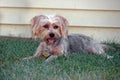 Silky terrier Royalty Free Stock Photo