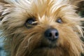 Silky Terrier Portrait Royalty Free Stock Photo