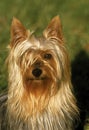 SILKY TERRIER Silky Terrier, Portrait of Adult Royalty Free Stock Photo