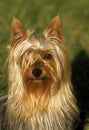 Silky Terrier, Portrait of Adult Royalty Free Stock Photo