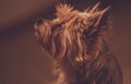 Silky Terrier Portrait Royalty Free Stock Photo