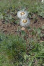 Silky white wildflower on green grass Royalty Free Stock Photo