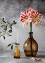 Sill life with red, white Amaryllis flower in a big brown glass vase and burning candle in a small vase. Royalty Free Stock Photo