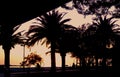 Sillgouettes of palms. amazing orange sunser and palms Royalty Free Stock Photo