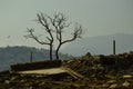 Sillhouete of dry tree when drought come in lake