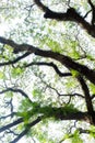 Sillhouette beautiful Curved tree branch isolated sky background