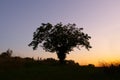 Sillhouette of a tree at sunset