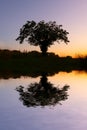 Sillhouette of a lonely tree at sunset with reflections