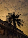 Sillhoute of coconut tree with sunset sky Royalty Free Stock Photo