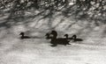 Sillouette ducks in a pond