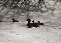 Sillouette ducks in a pond