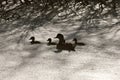 Sillouette ducks in a pond