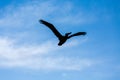 Sillouette of Pelican Against Sky