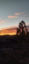 Sillouette of a pine tree at dusk Royalty Free Stock Photo