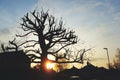 Sillouette of tree at sunrise