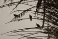 Silloutte of three young pigeons in the dark on the dried up tree. These were hidden under the bushes before they showed up Royalty Free Stock Photo