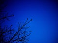 Silluate tree with dark blue sky Royalty Free Stock Photo